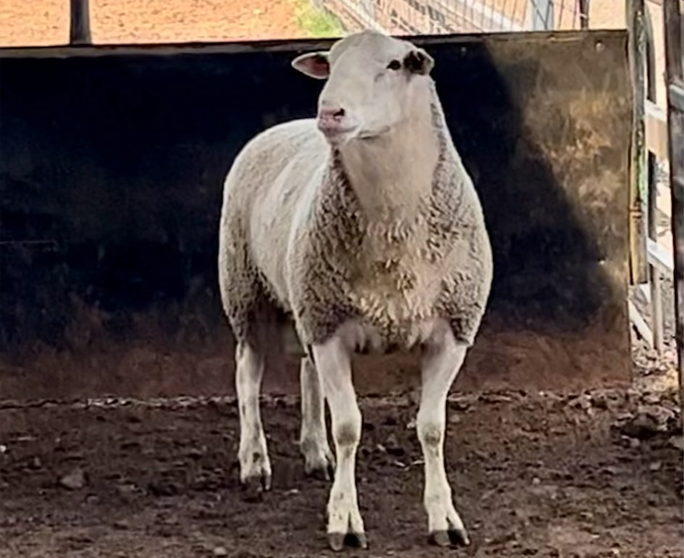 Leahcim 210473 White Suffolk Sheep