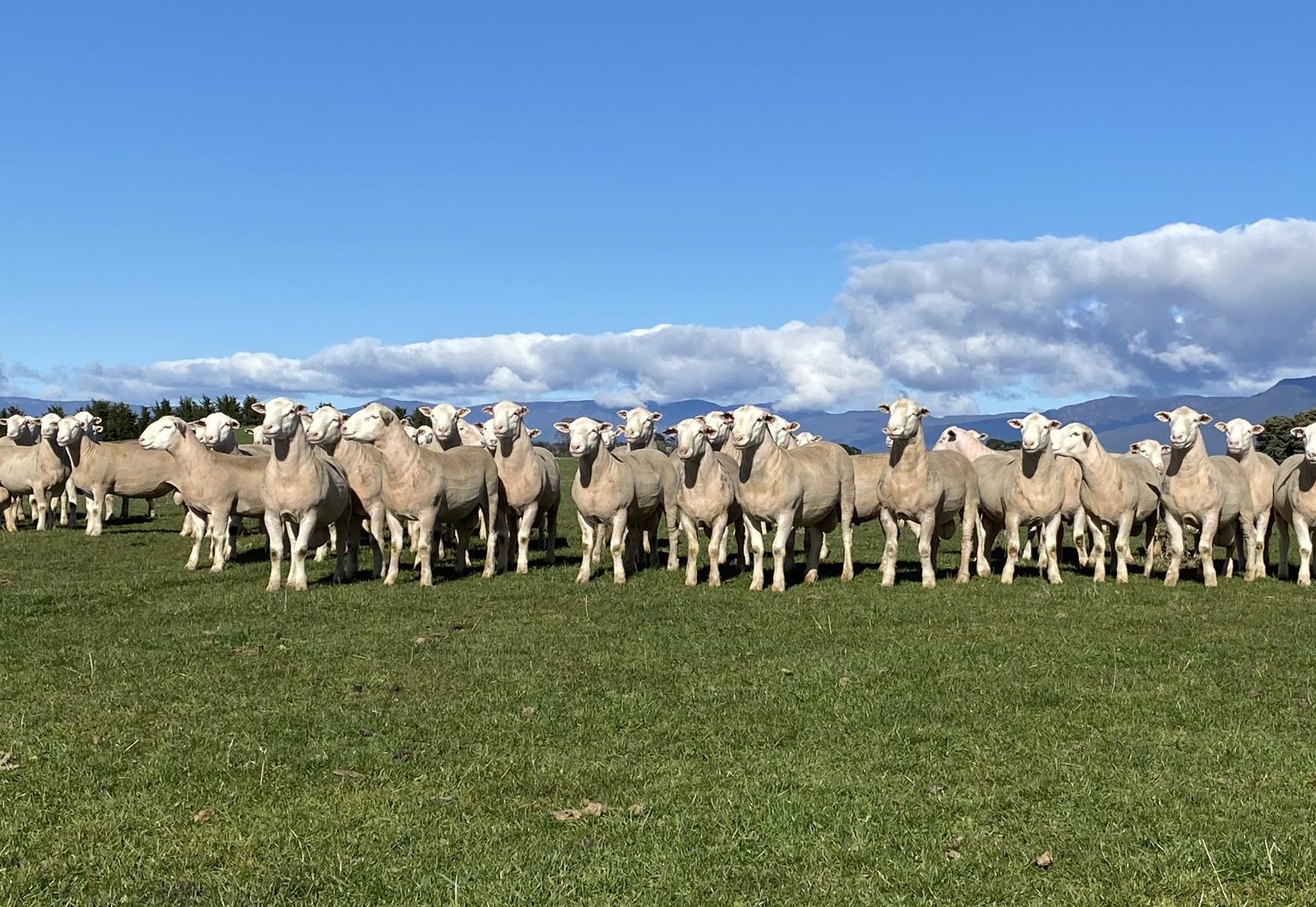 Valma White Suffolk rams on grass with background of clouds