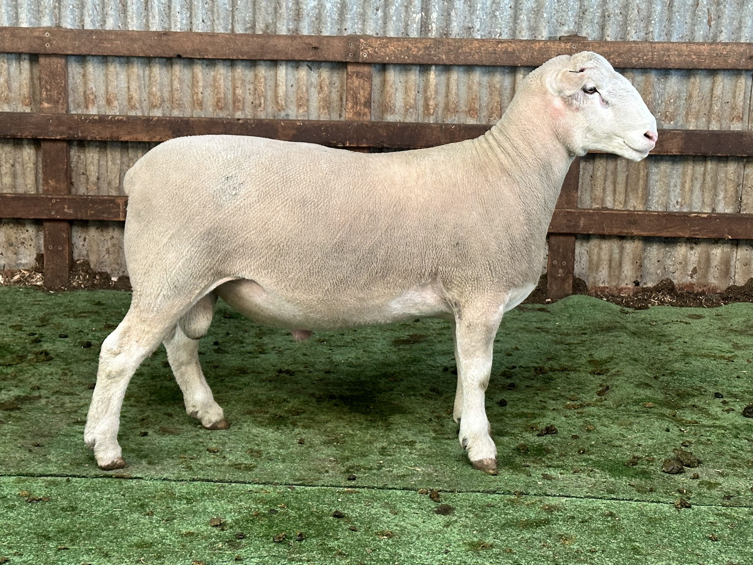 2025 Keeper Ram 240010 Detpa Grove 220128 White Suffolk Sheep