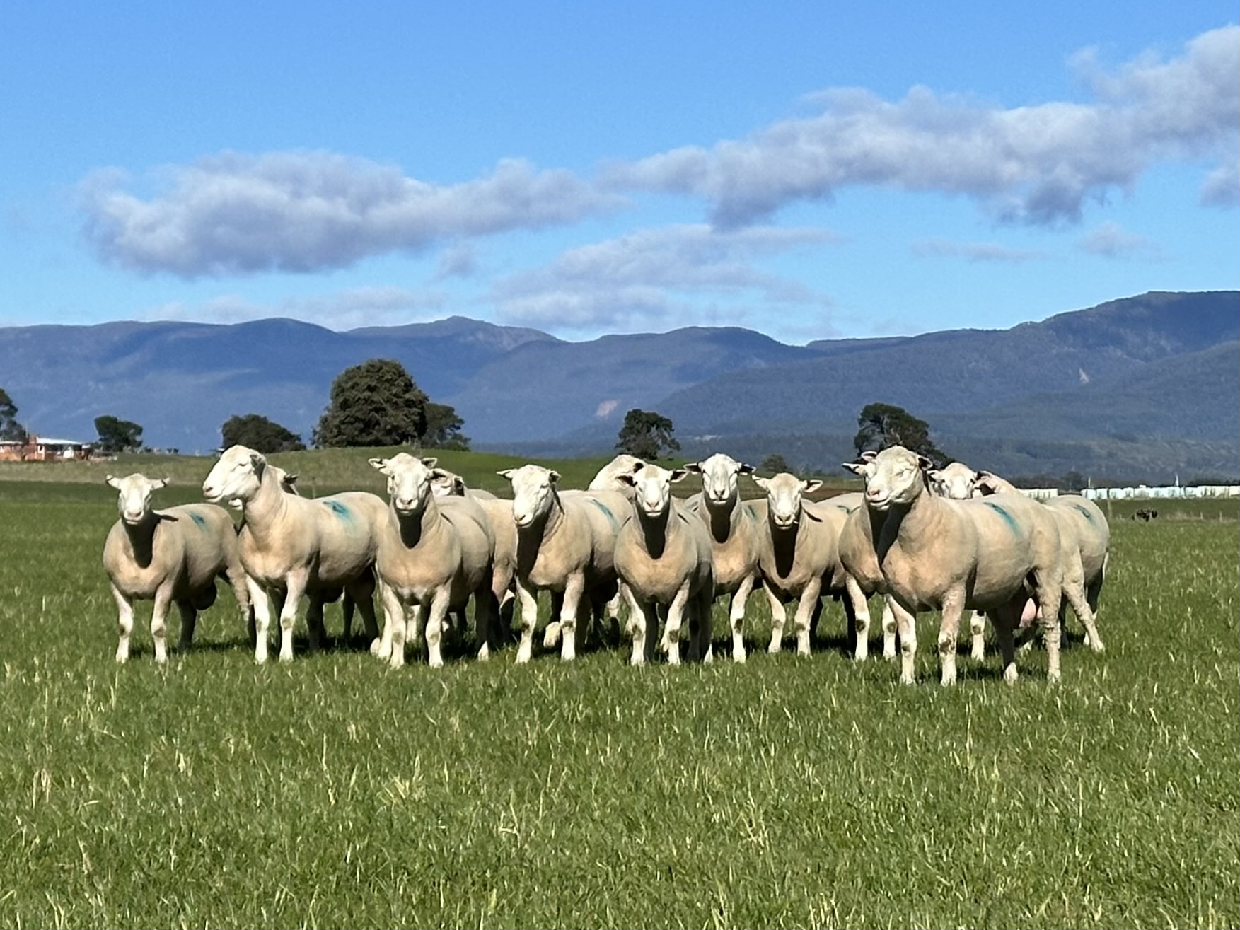 Ram Sale photo Valma White Suffolk rams on grass with background of clouds