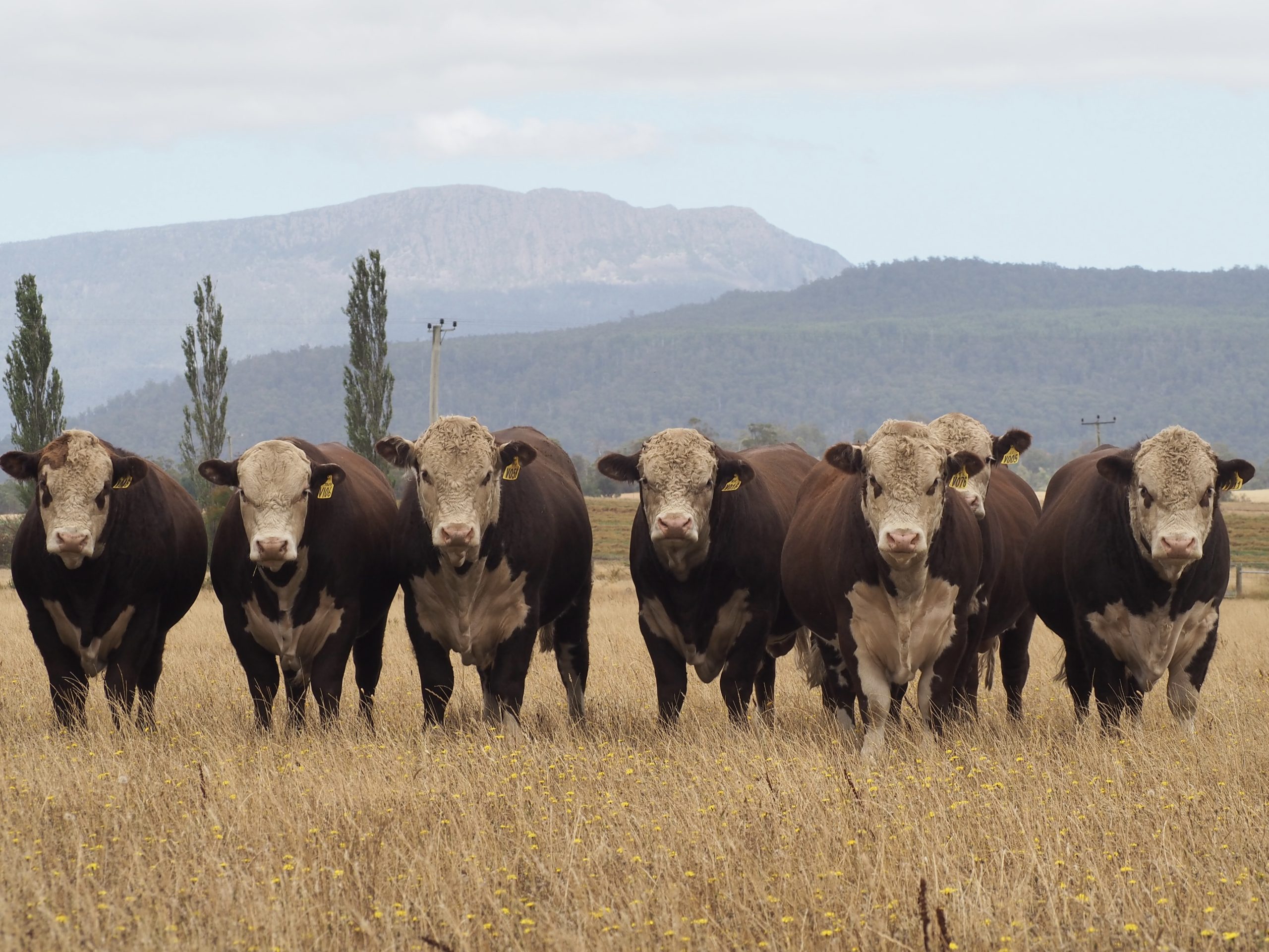 Valma White Suffolk rams on grass with background of clouds